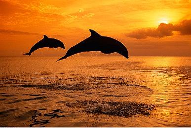 Xbox日本合作伙伴总监：日本游戏厂商需要Xbox 不能只靠PS